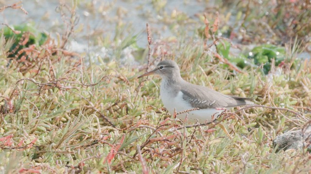 Spotted Sandpiper - ML646463834