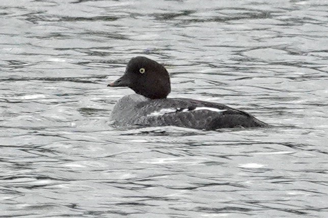 Barrow's Goldeneye - ML646463835