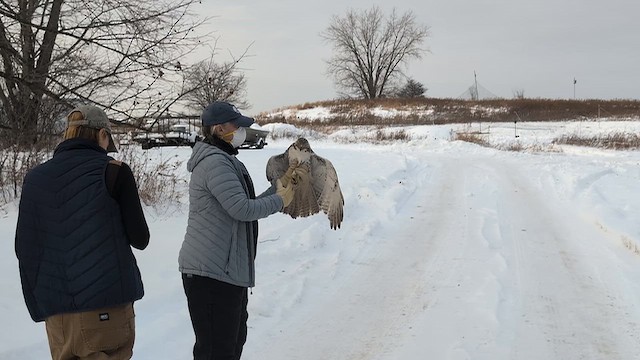 Red-tailed Hawk - ML646463839