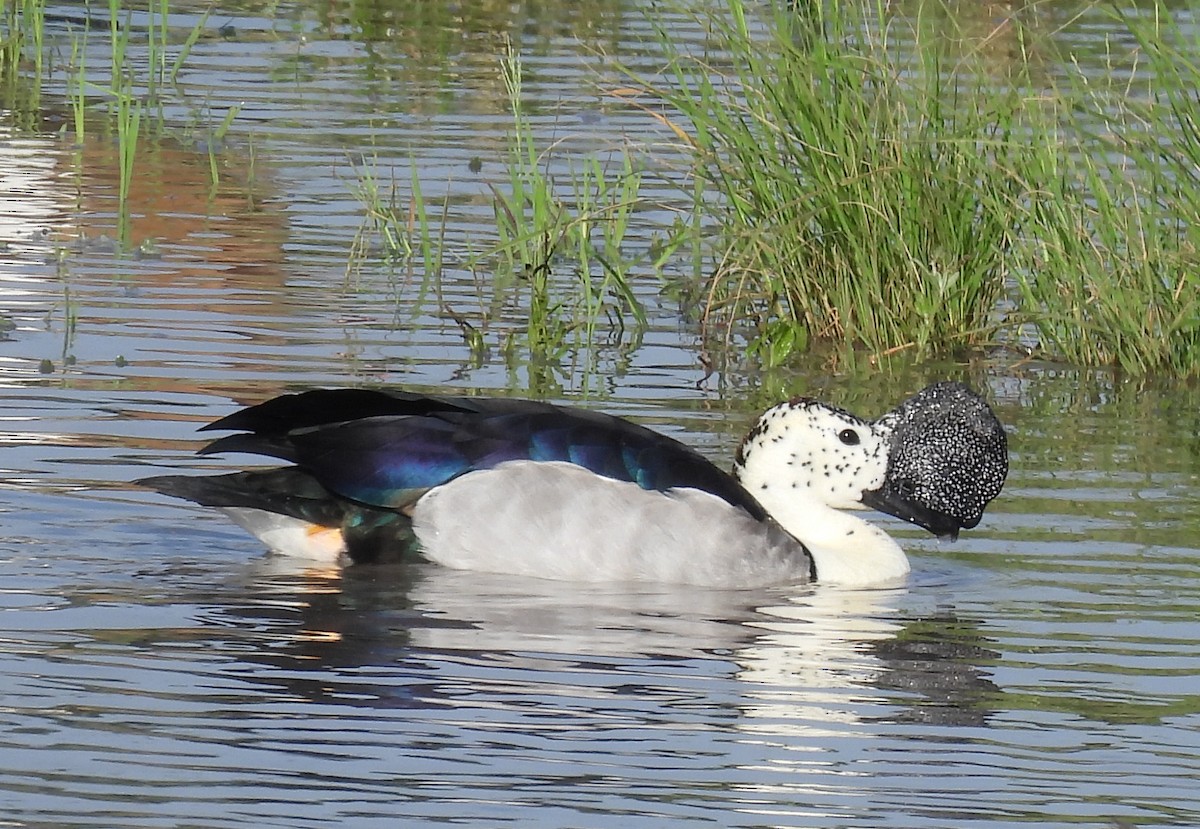 Knob-billed Duck - ML646463842