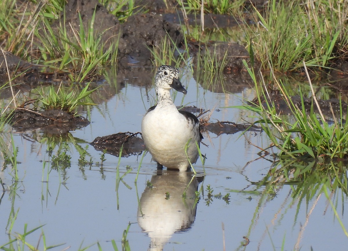 Knob-billed Duck - ML646463843
