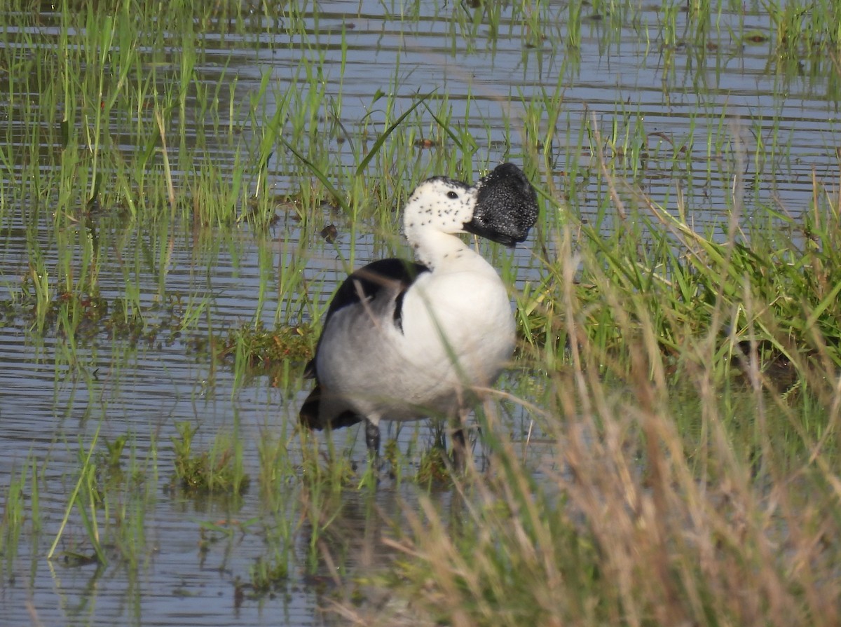 Knob-billed Duck - ML646463844