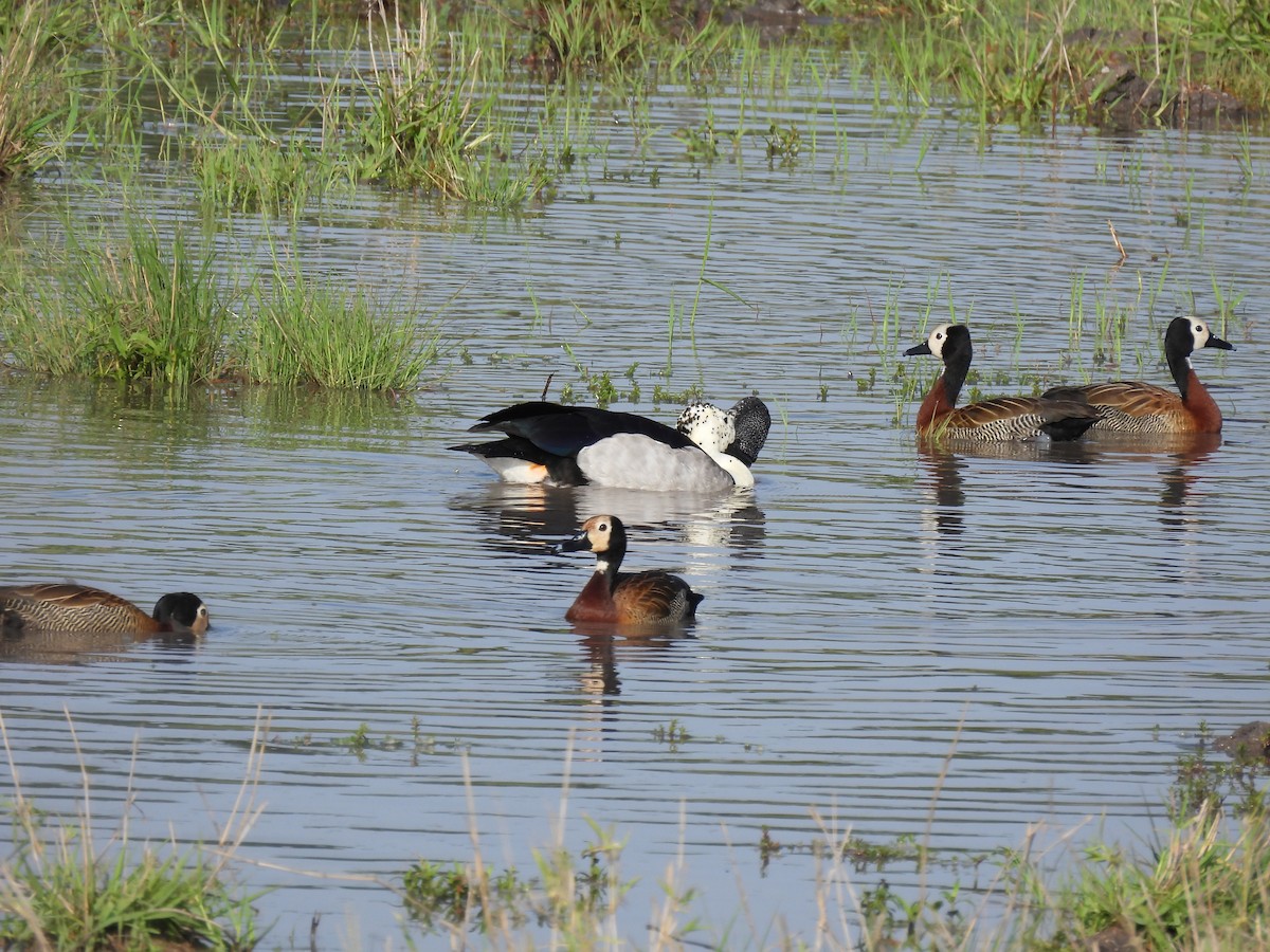 Knob-billed Duck - ML646463845