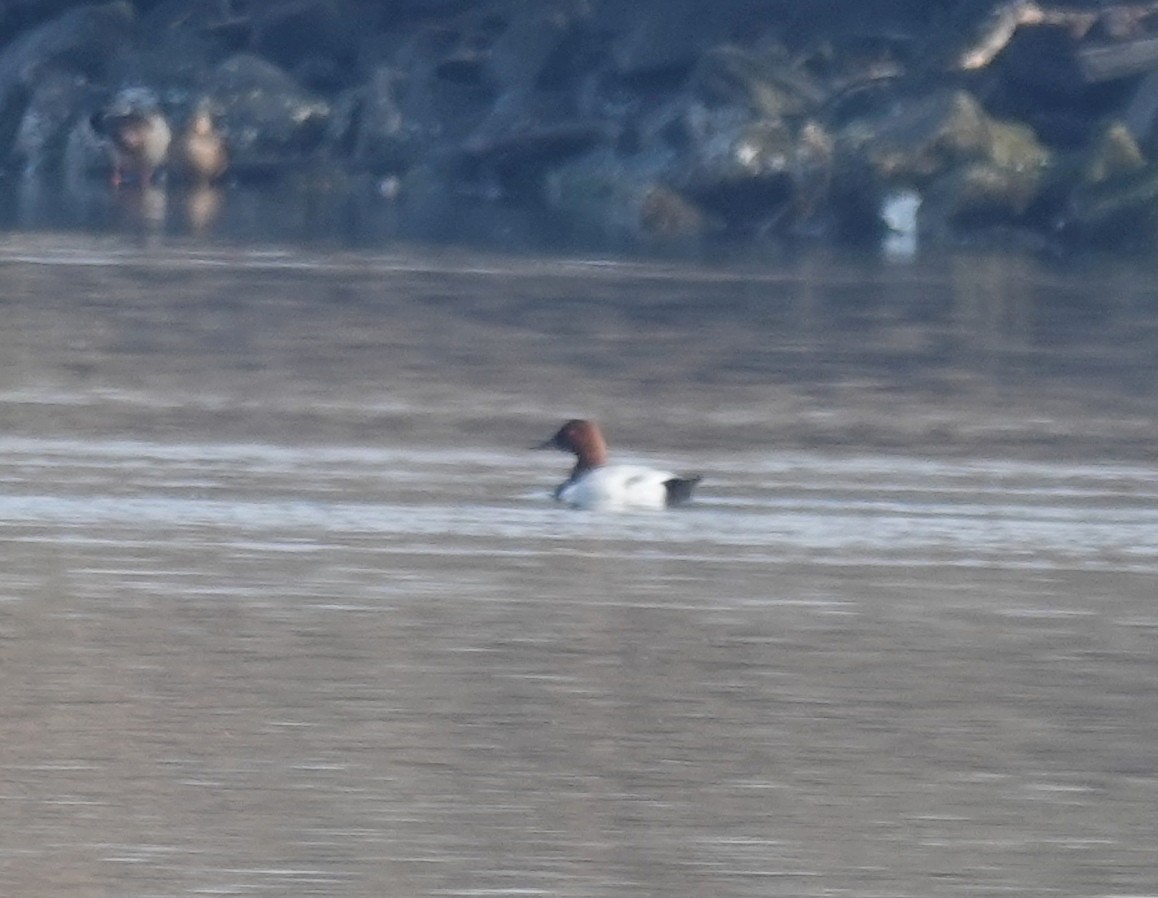 Canvasback - ML646463848