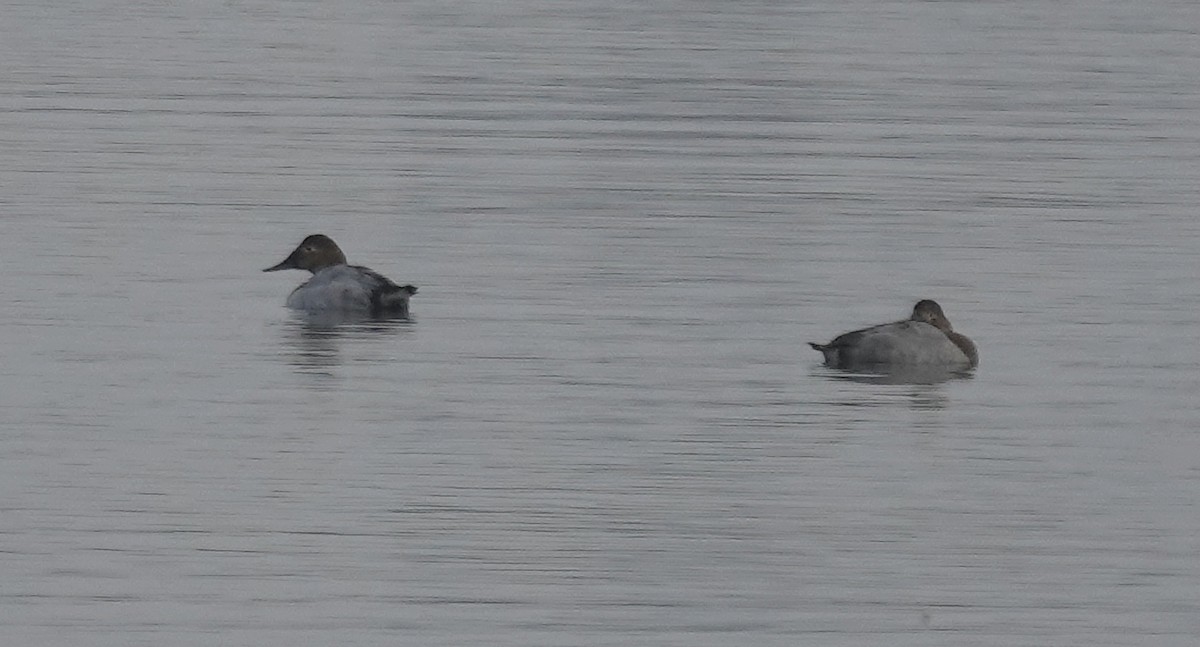 Canvasback - ML646463849