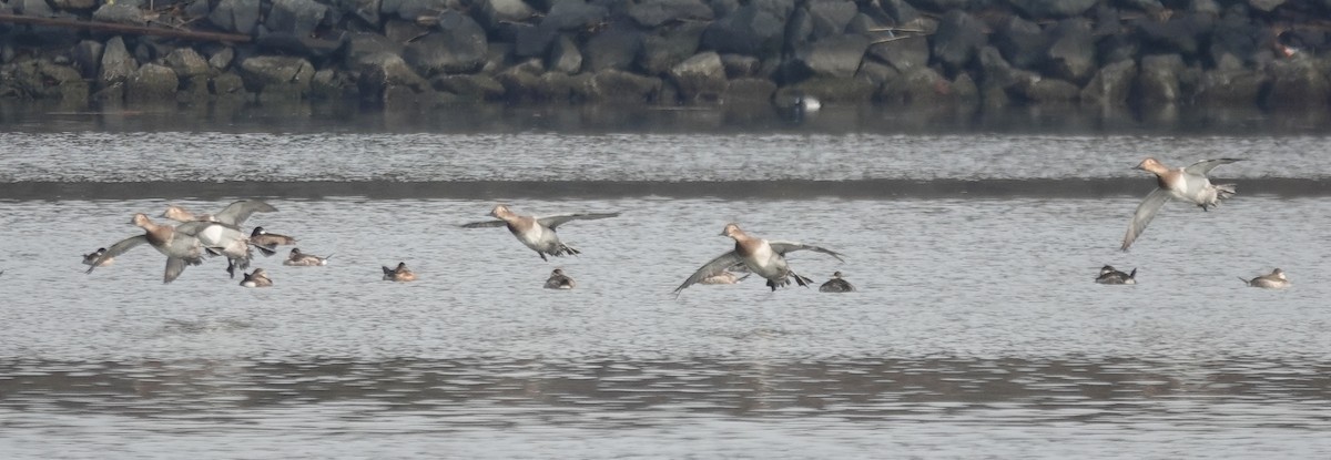 Canvasback - ML646463850