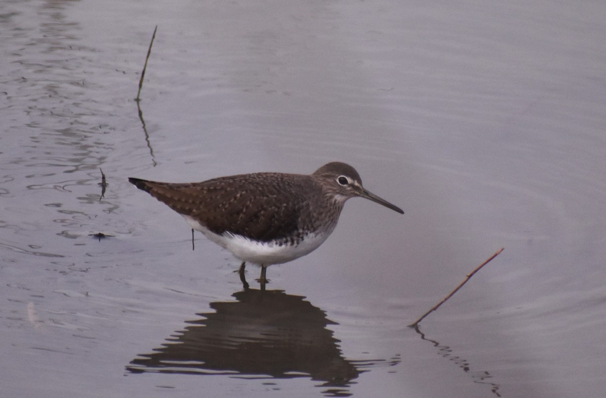 Waldwasserläufer - ML646463851