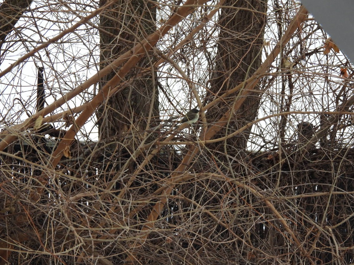 Eastern Phoebe - ML646463853