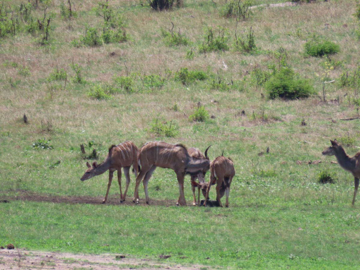Southern Greater Kudu - ML646463854