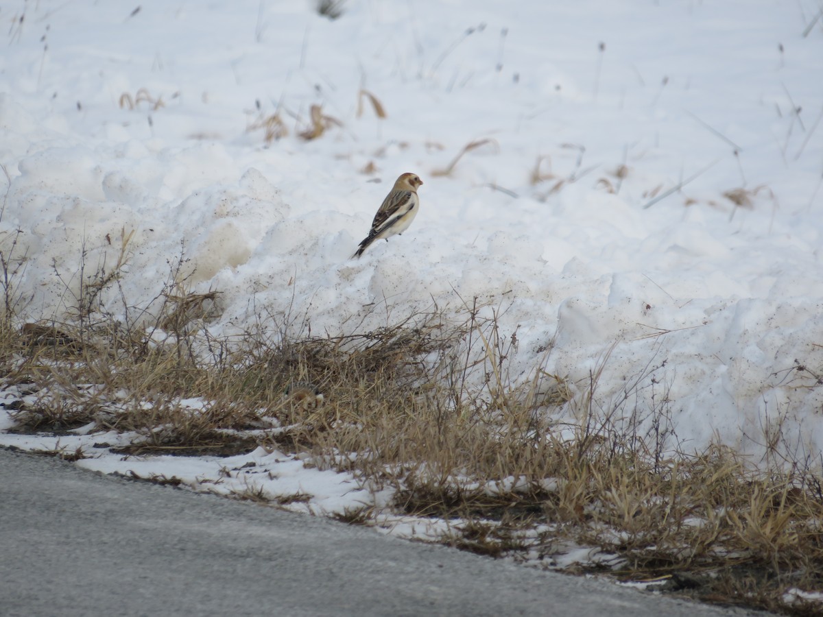 Snow Bunting - ML646463857