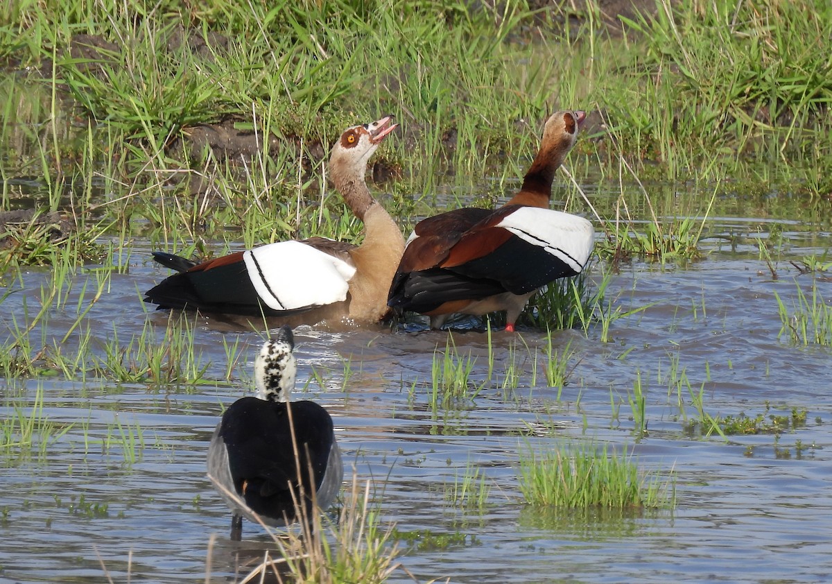 Egyptian Goose - ML646463858