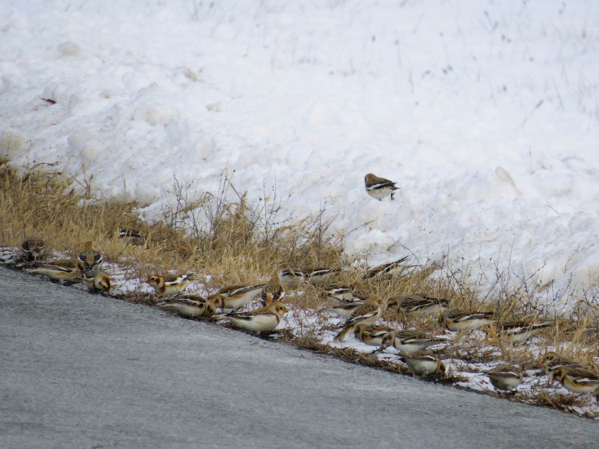 Snow Bunting - ML646463860