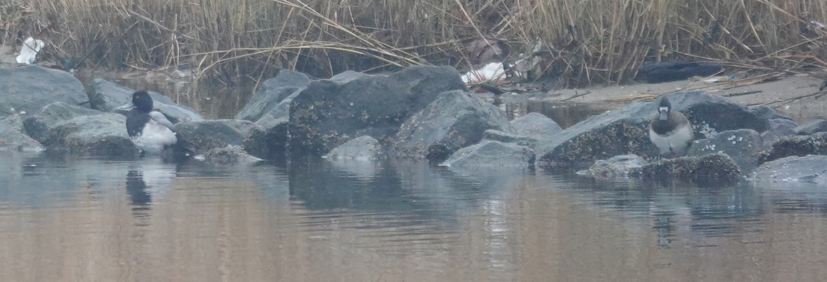 Lesser Scaup - ML646463861