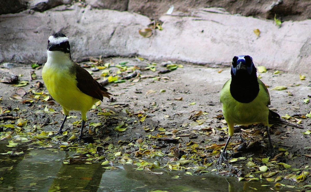 Yeşil Karga - ML646463862