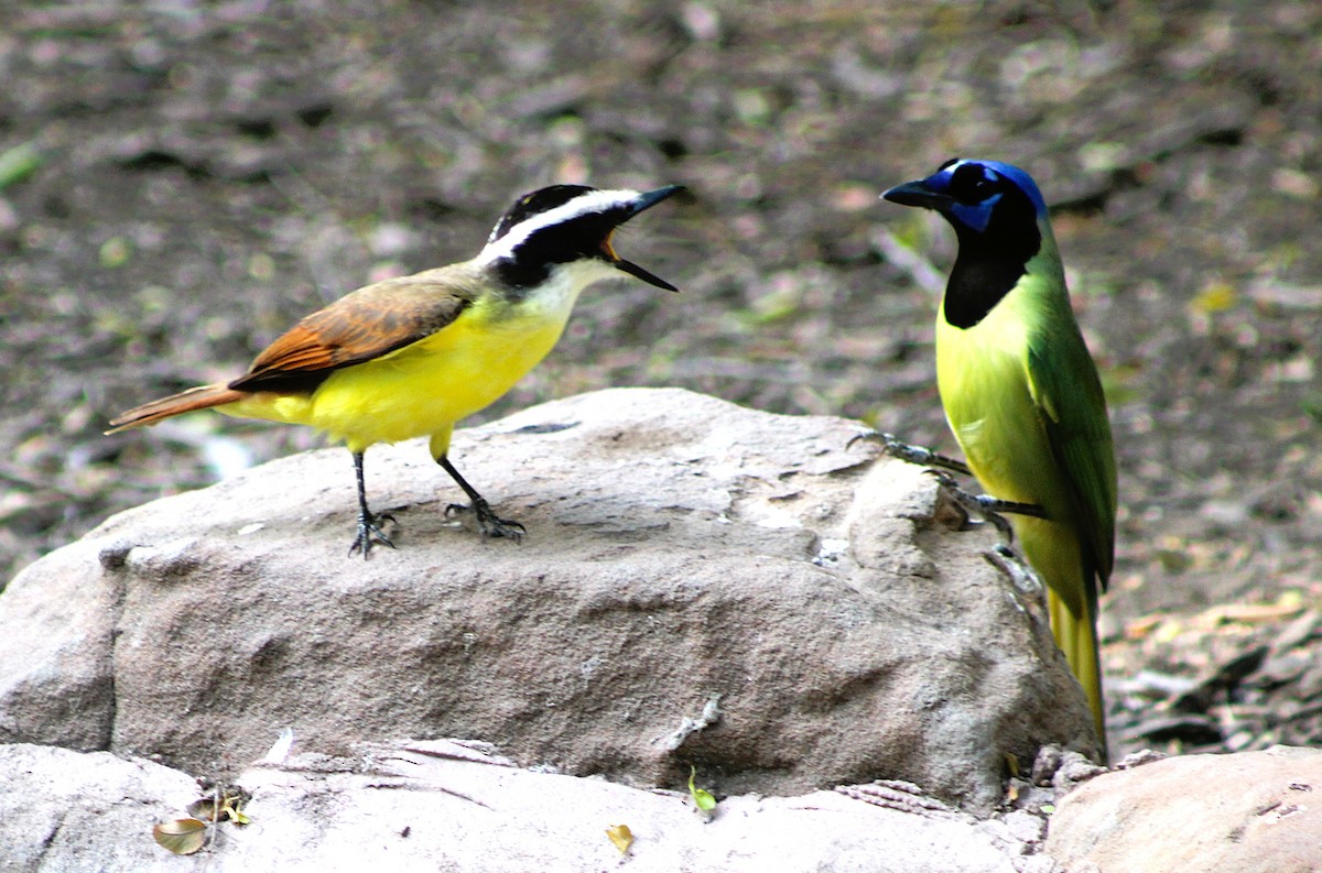 Yeşil Karga - ML646463863