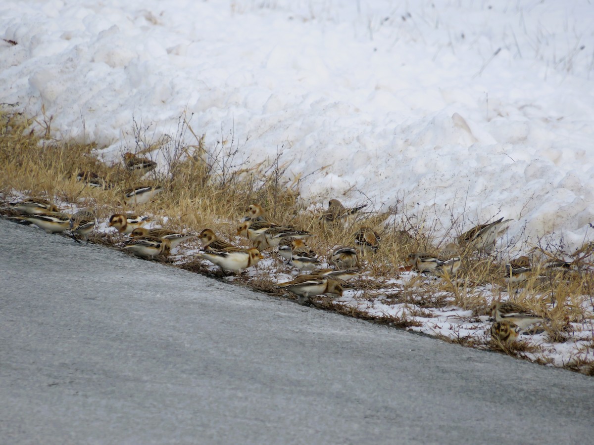 Snow Bunting - ML646463865