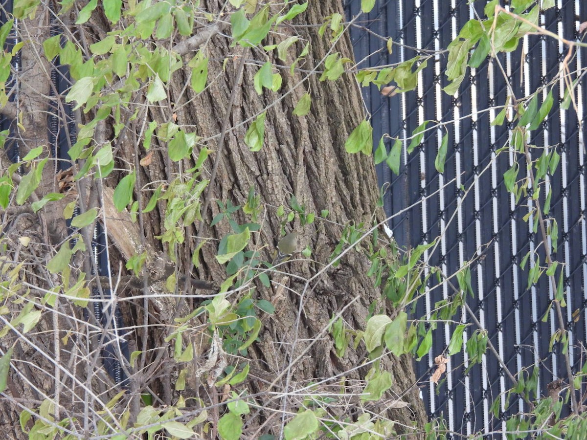 Ruby-crowned Kinglet - ML646463866