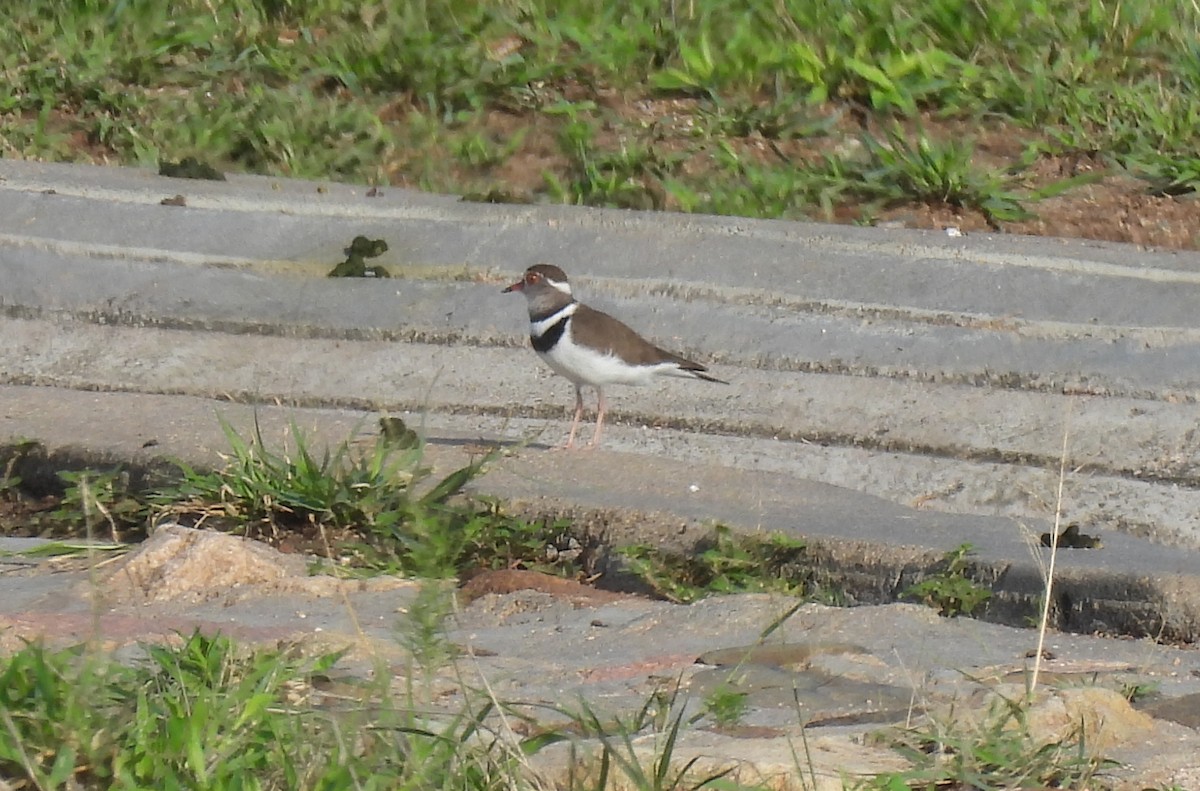 ミスジチドリ - ML646463867