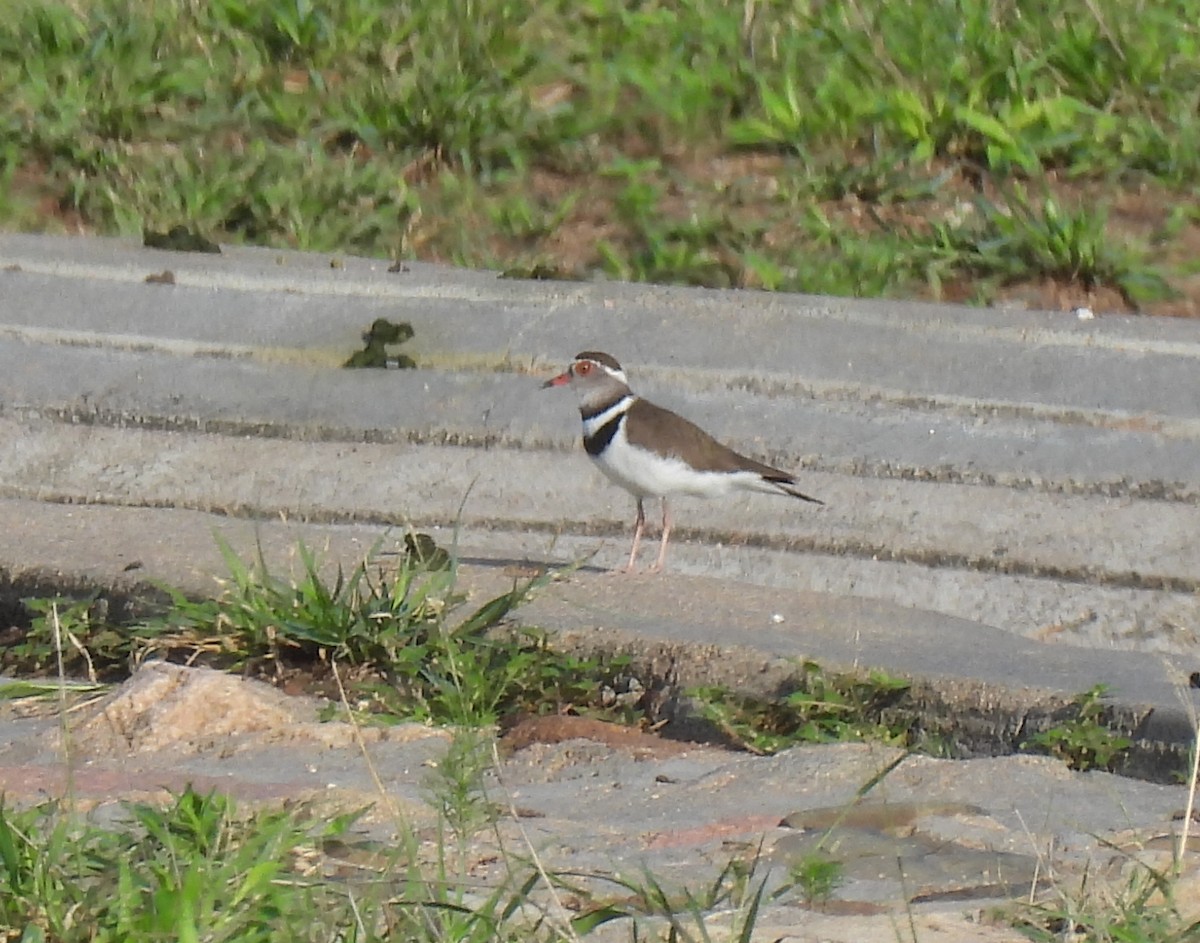 ミスジチドリ - ML646463871