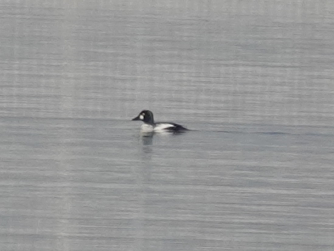 Common Goldeneye - ML646463872