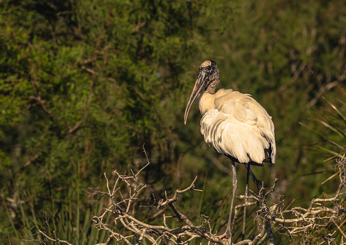 Wood Stork - ML646463873