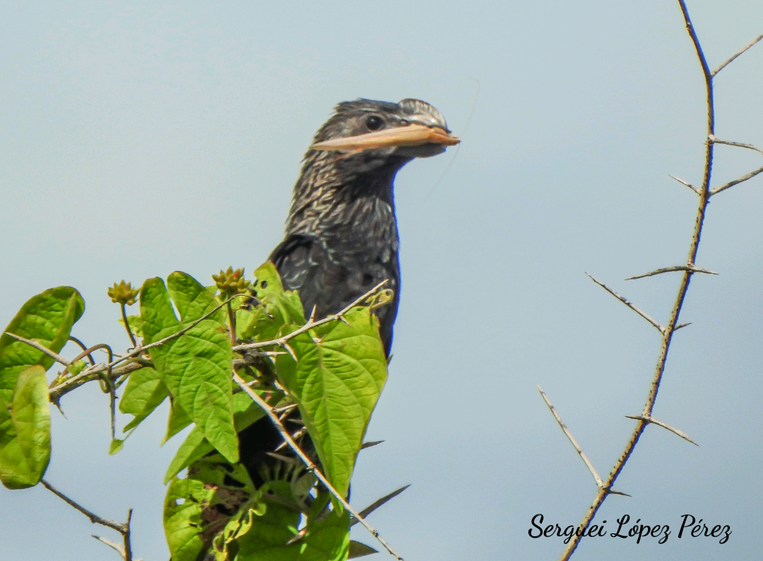 Ані товстодзьобий - ML646463875
