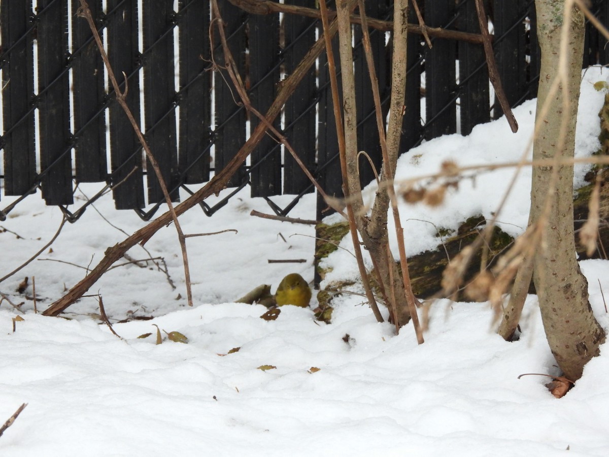 Northern Yellow Warbler - ML646463879