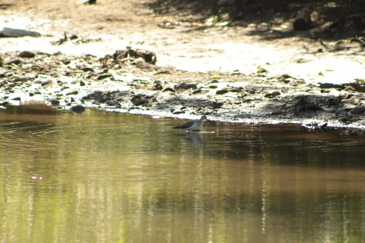 Greater Yellowlegs - ML646463882