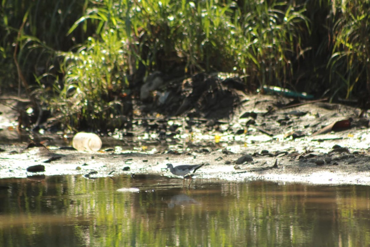 Greater Yellowlegs - ML646463883