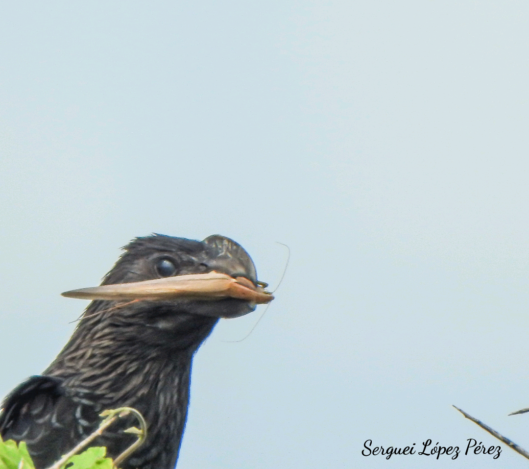 Ані товстодзьобий - ML646463885