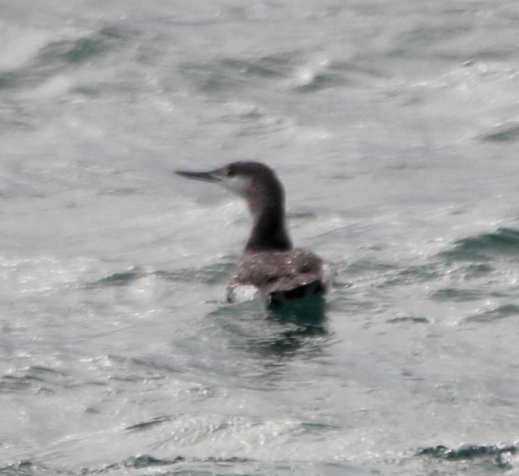 Red-throated Loon - ML646463886