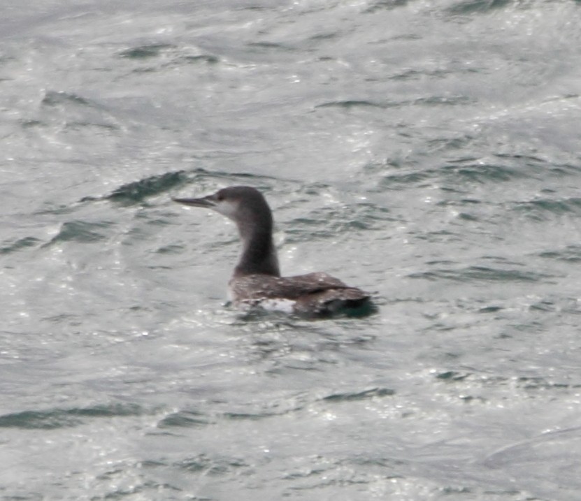 Red-throated Loon - ML646463887