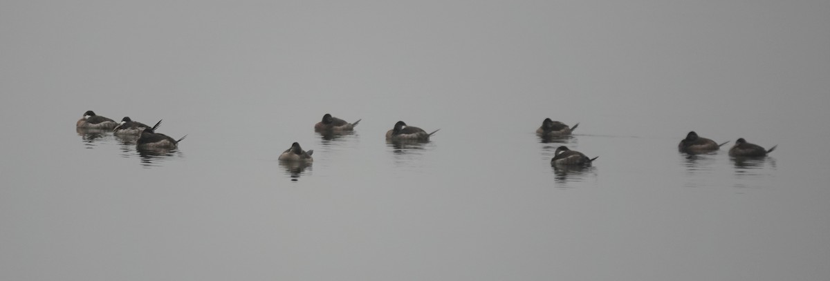 Ruddy Duck - ML646463888