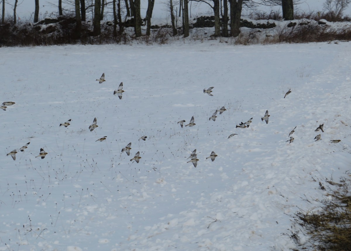 Snow Bunting - ML646463896