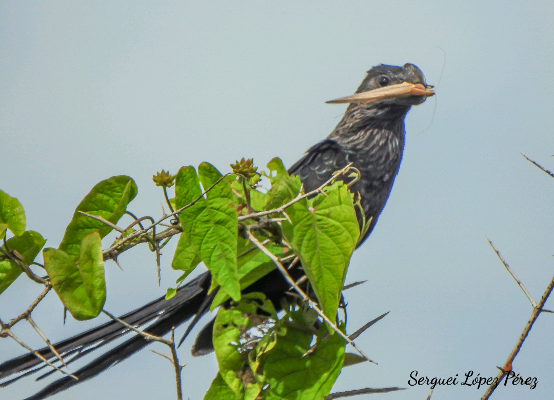 Ані товстодзьобий - ML646463898