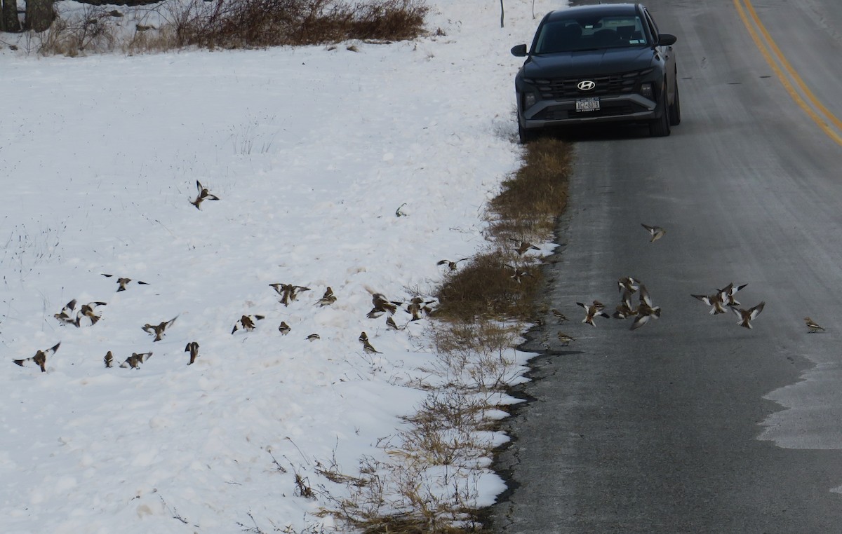 Snow Bunting - ML646463900