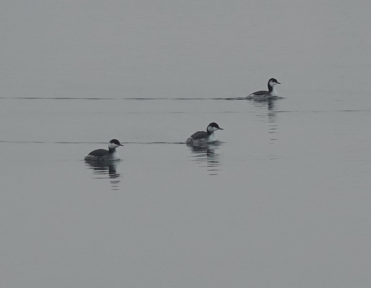 Horned Grebe - ML646463905