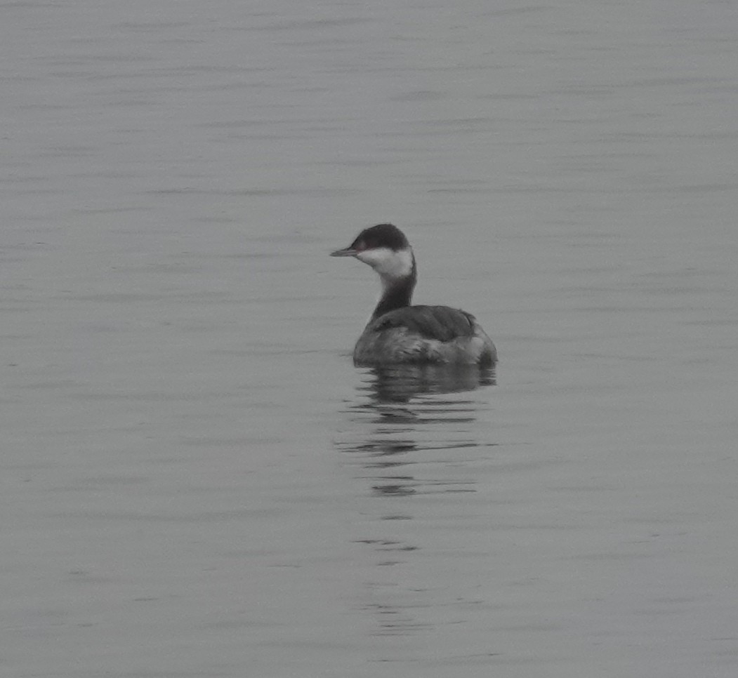 Horned Grebe - ML646463906