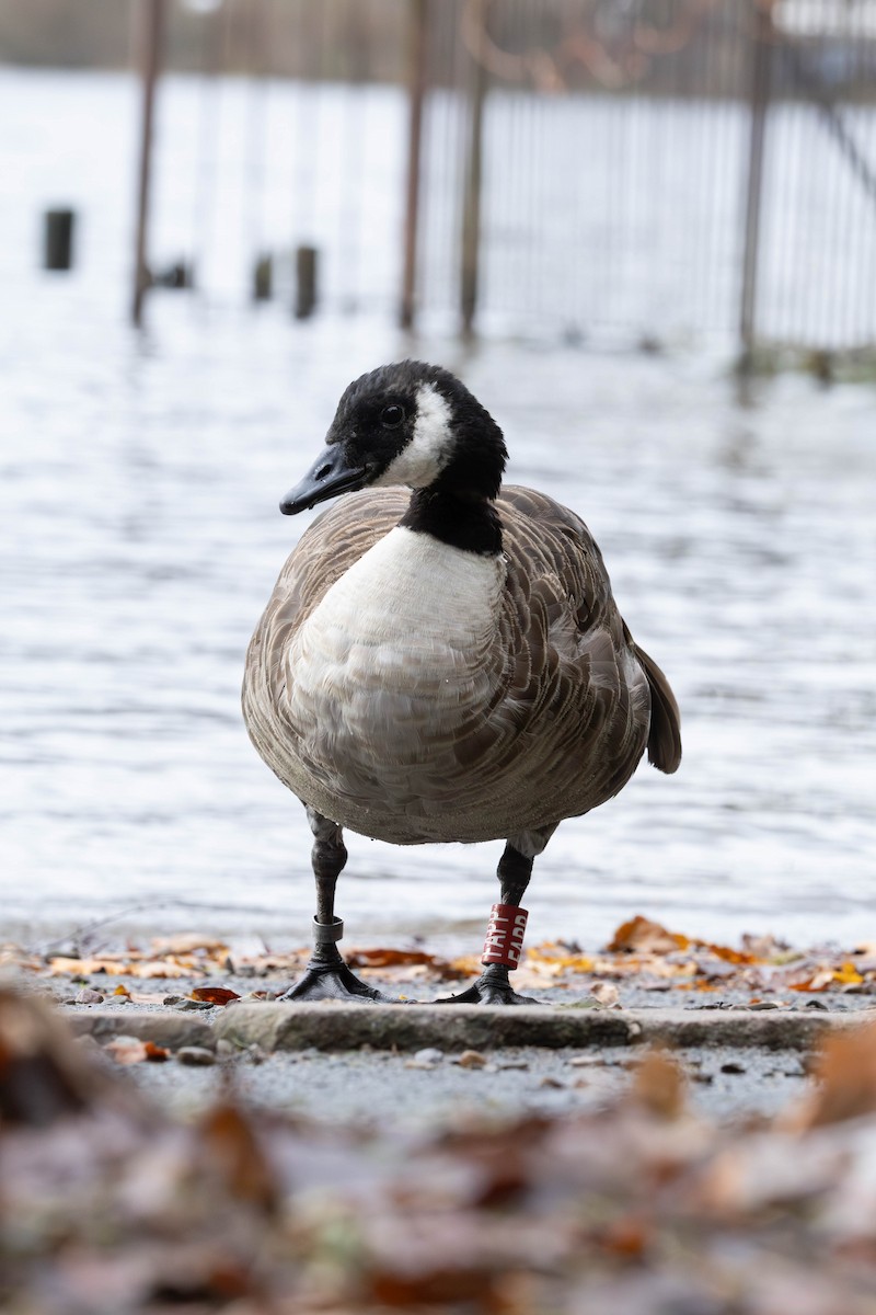 カナダガン - ML646463908