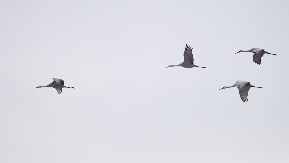 kanadatrane - ML646463909