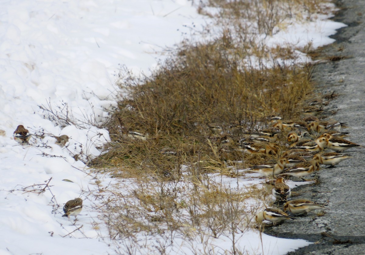 Snow Bunting - ML646463914