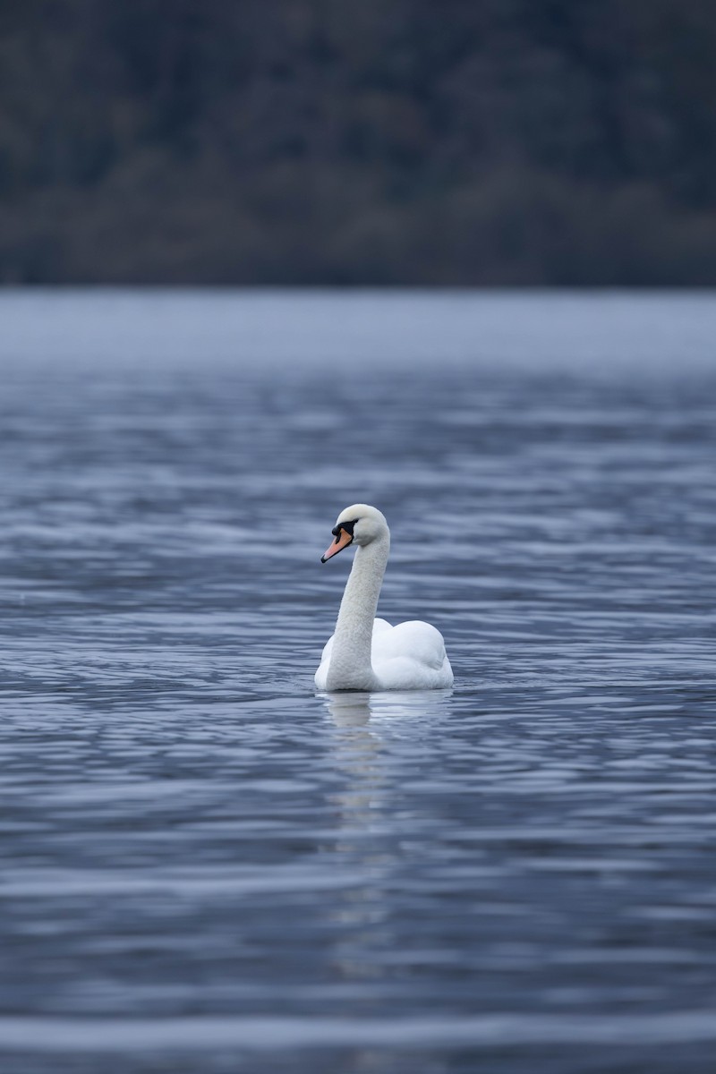 コブハクチョウ - ML646463916