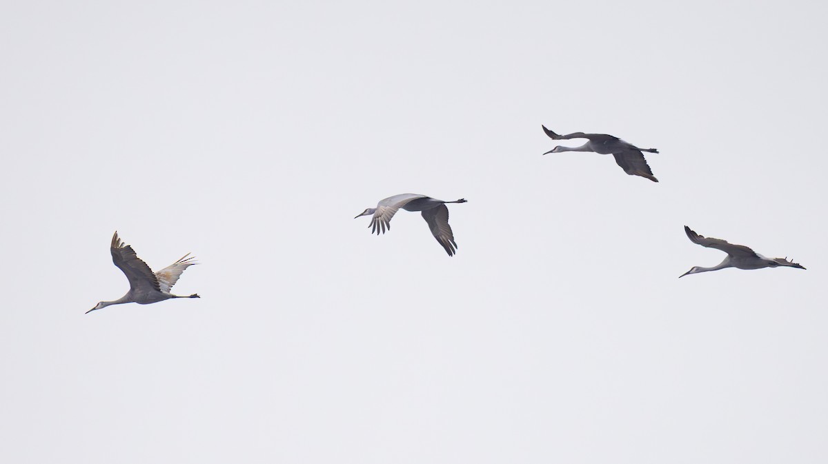 kanadatrane - ML646463921