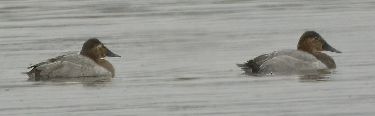 Canvasback - ML646463922