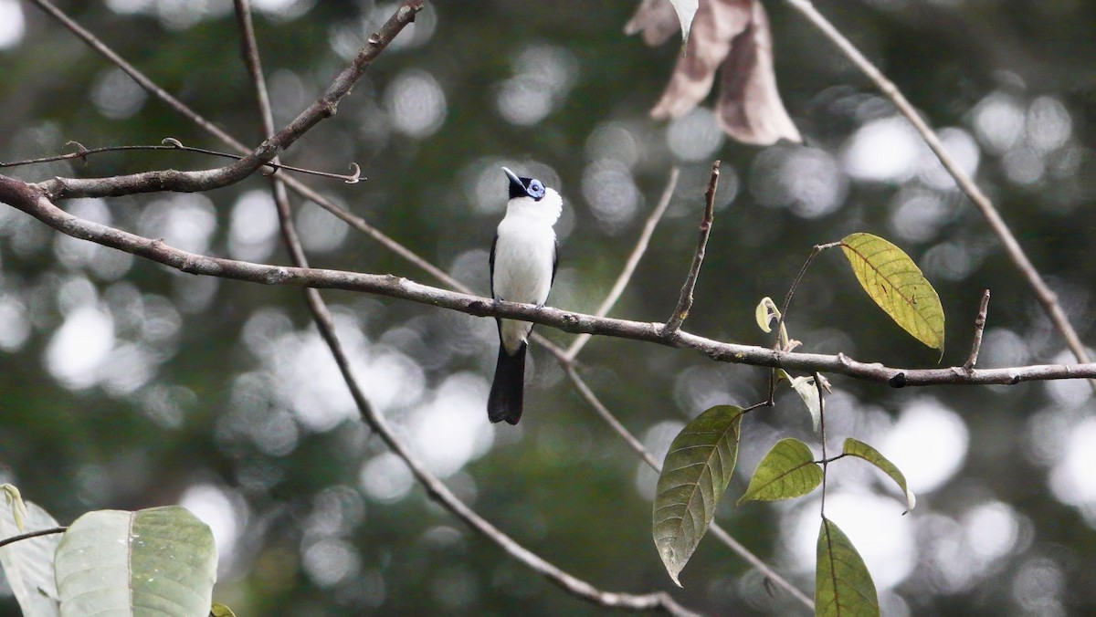 Frilled Monarch - ML646463923