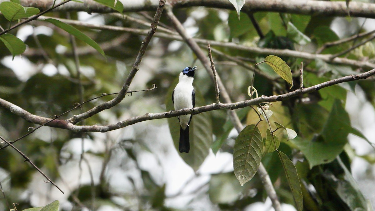 Frilled Monarch - ML646463924