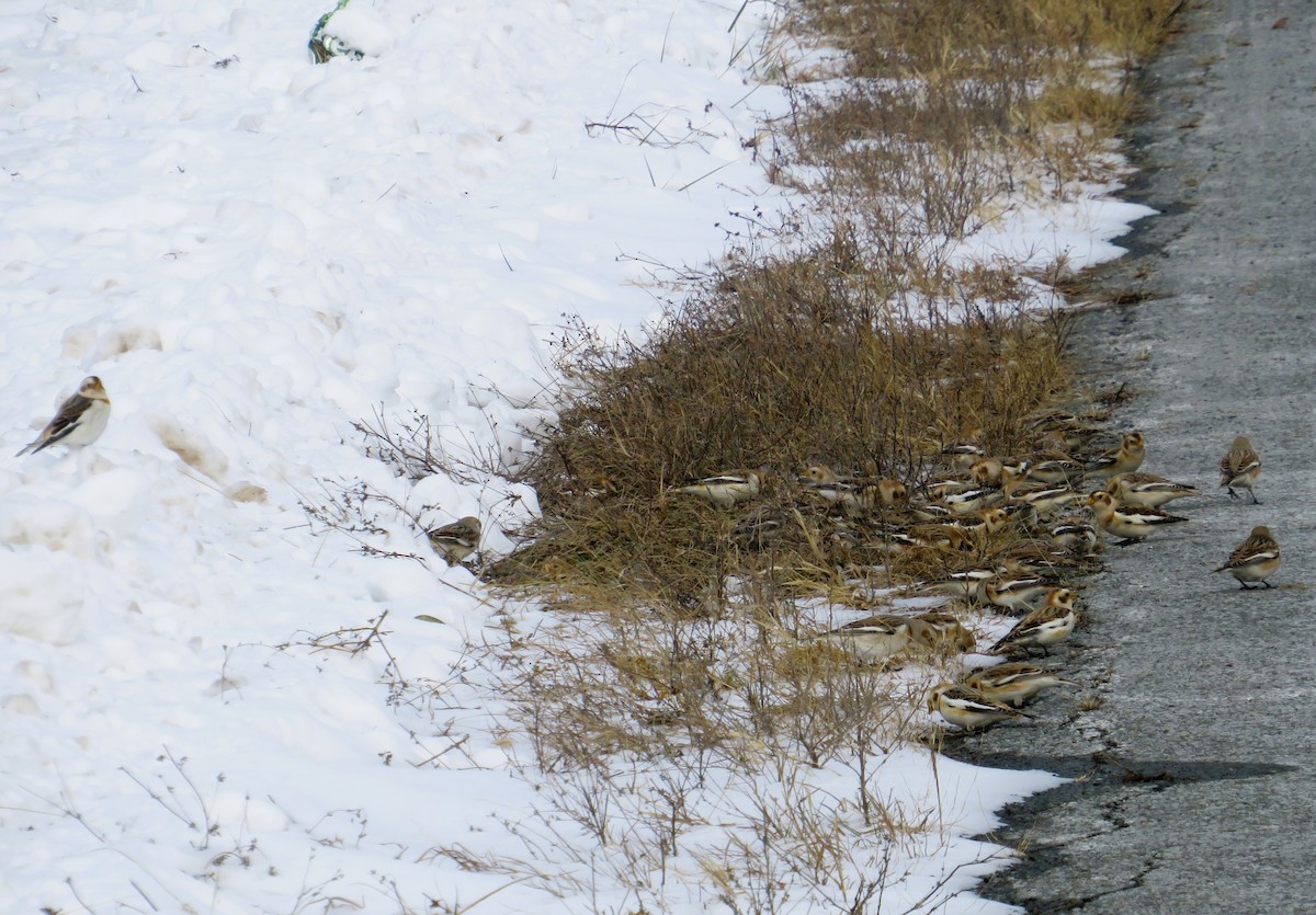 Snow Bunting - ML646463928