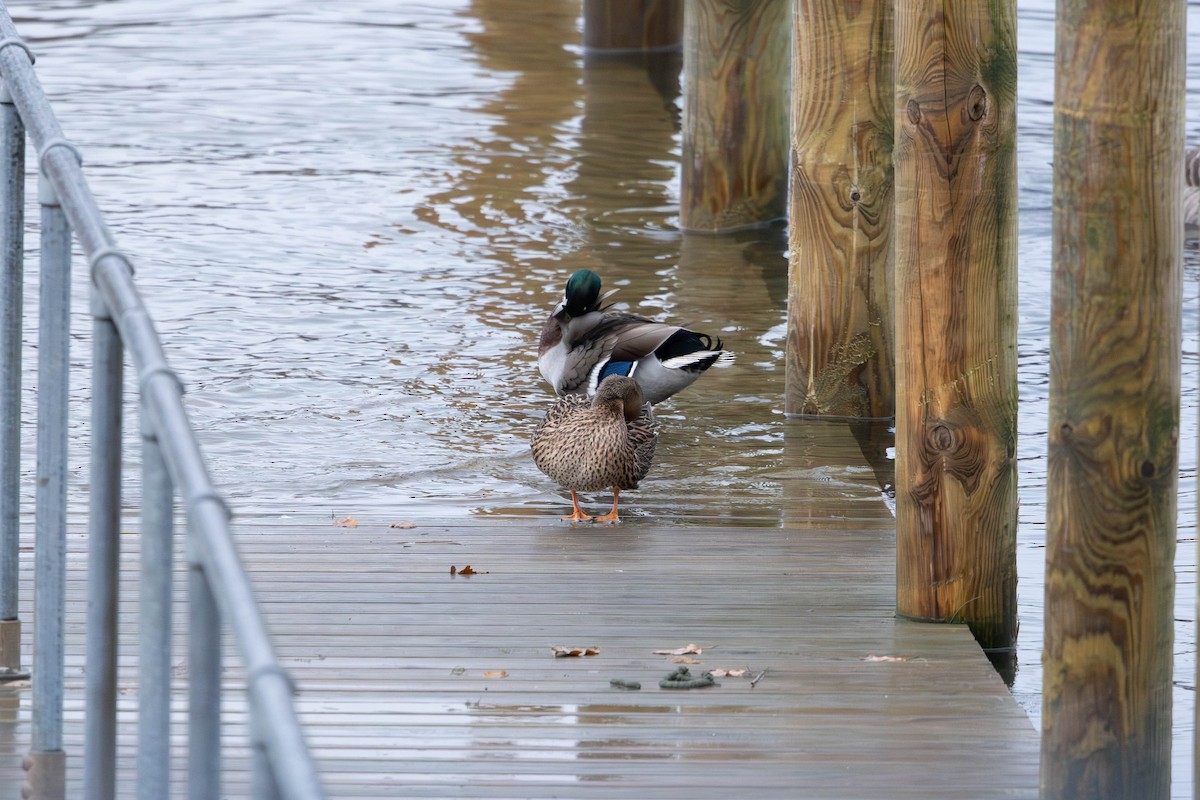 マガモ - ML646463931