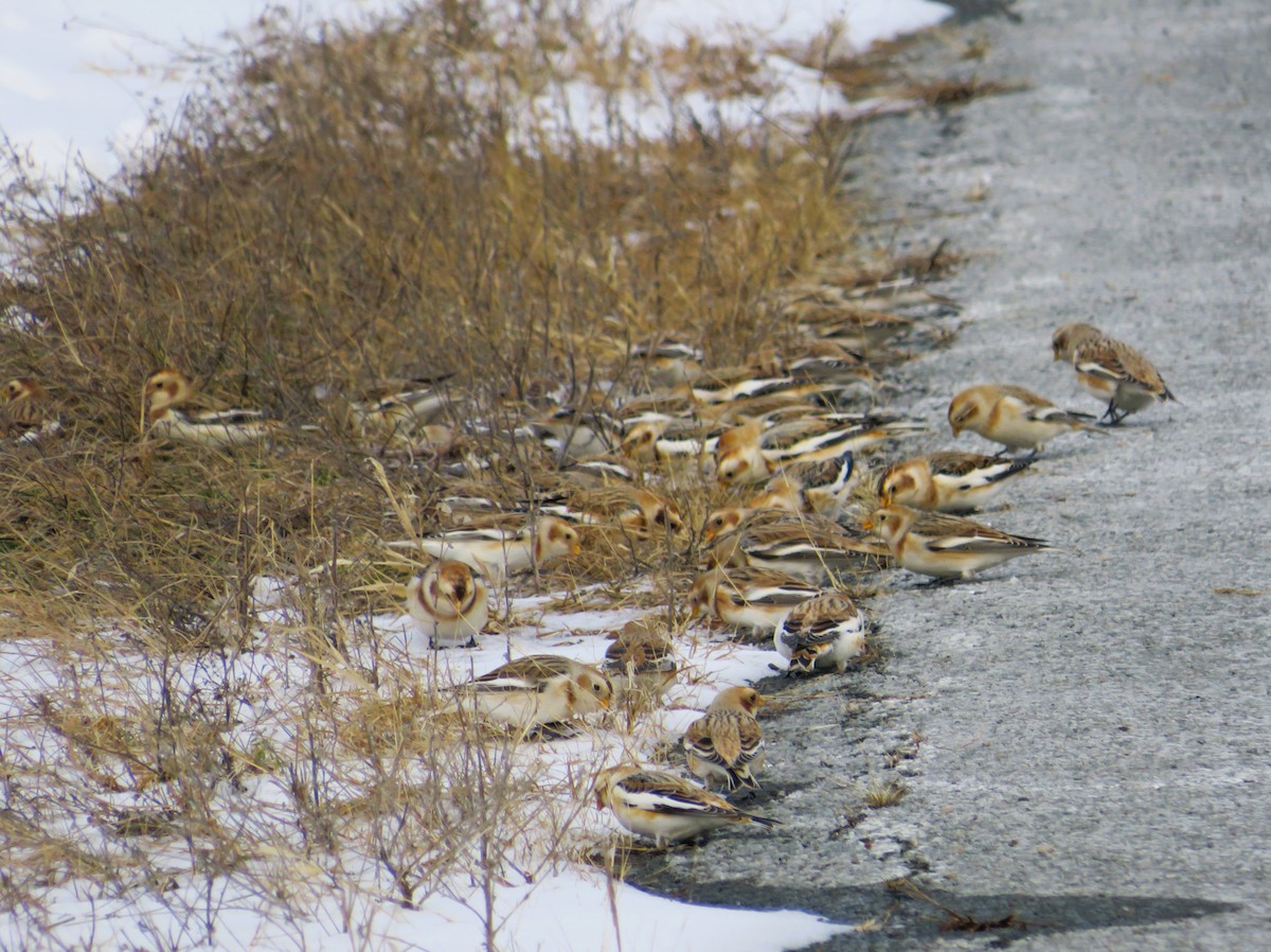 Snow Bunting - ML646463932