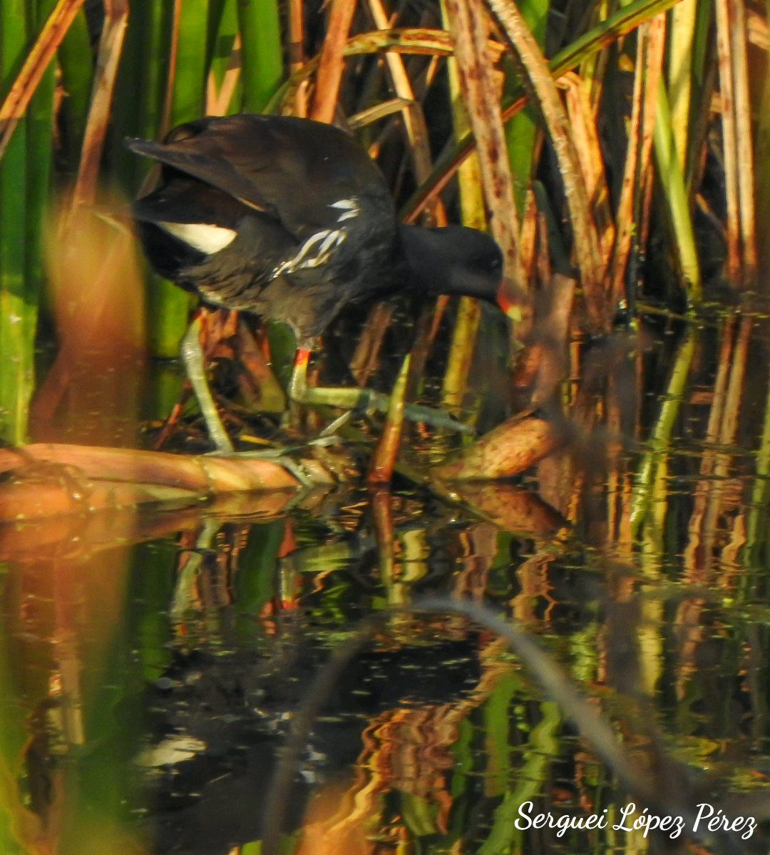 Common Gallinule - ML646463938